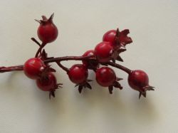 větvička bobulek červená