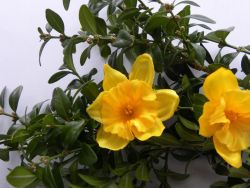 narcis květ žlutý