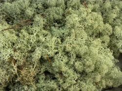 islandský mech olivový
