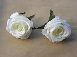 růže květ bílý