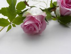růže poupě  růžová posl. 4 ks skladem