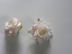květ růže bílá s růžovou