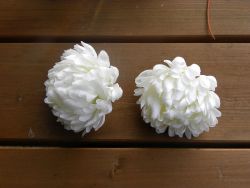 chryzantéma květ bílá