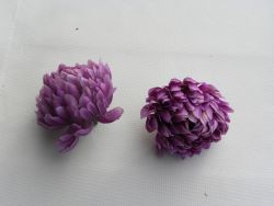 chryzantéma květ fialová
