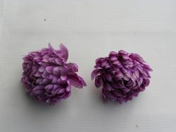 chryzantéma květ fialová