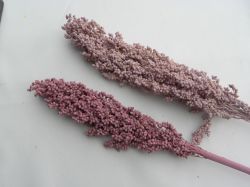 proso tmavší fialová