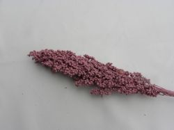 proso tmavší fialová