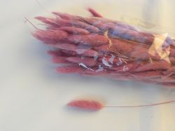 zaječí ocásek růžový