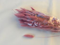 zaječí ocásek růžový