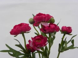 ranunculus fuchsiový