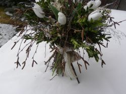 březová kytky s tulipány