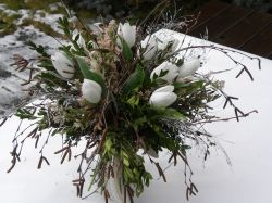 březová kytky s tulipány