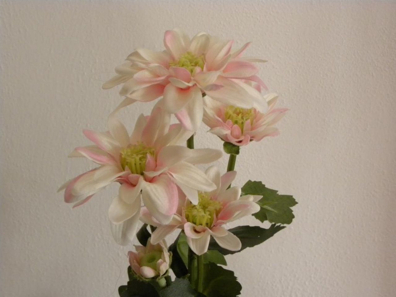 chryzantéma pěkná bílorůžová