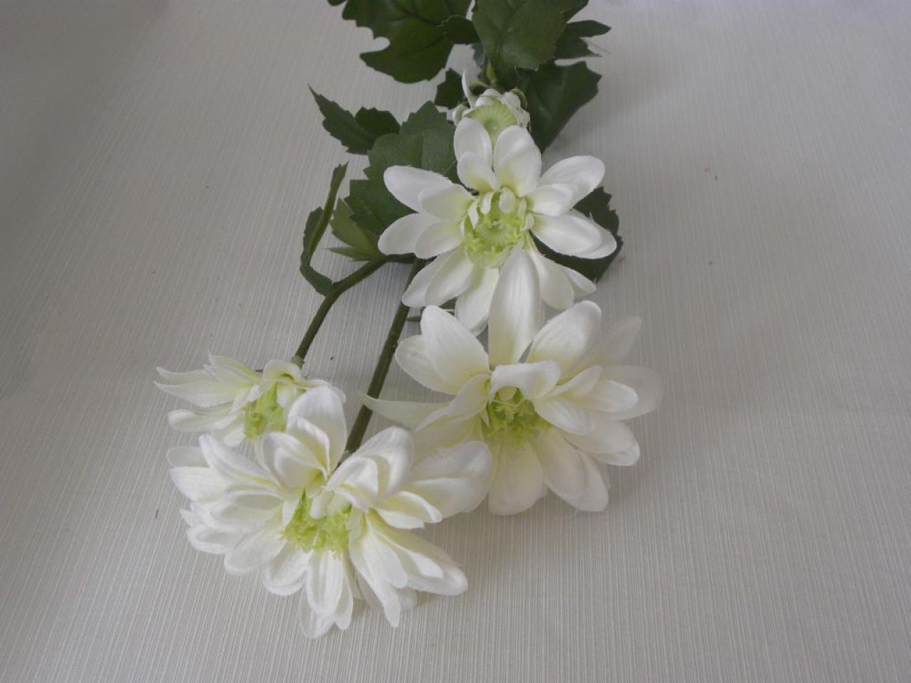chryzantéma pěkná bílá