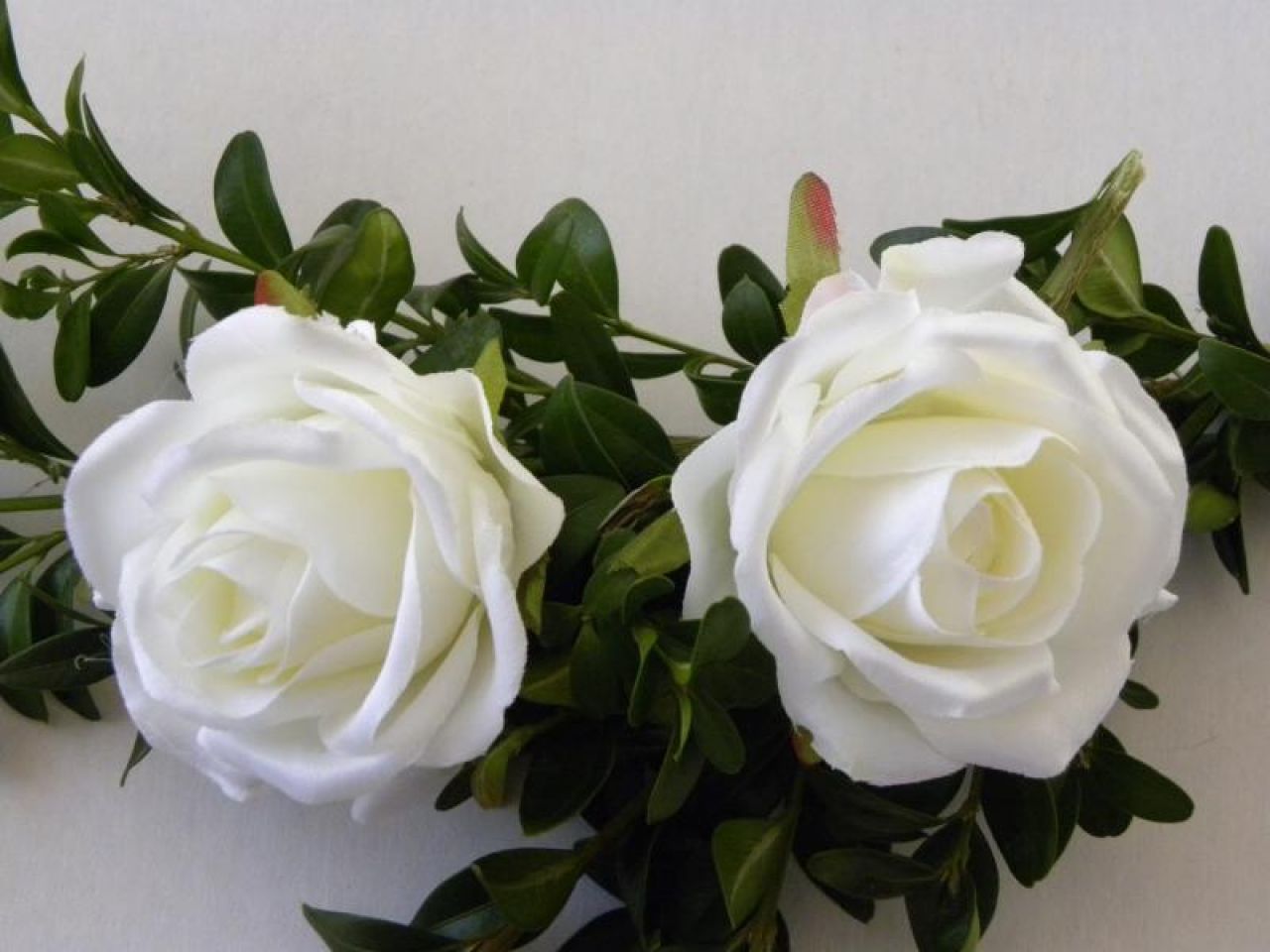 růže květ bílý I