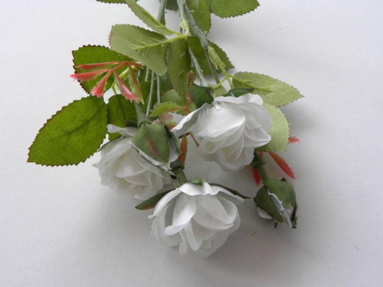 růže s poupaty bílá