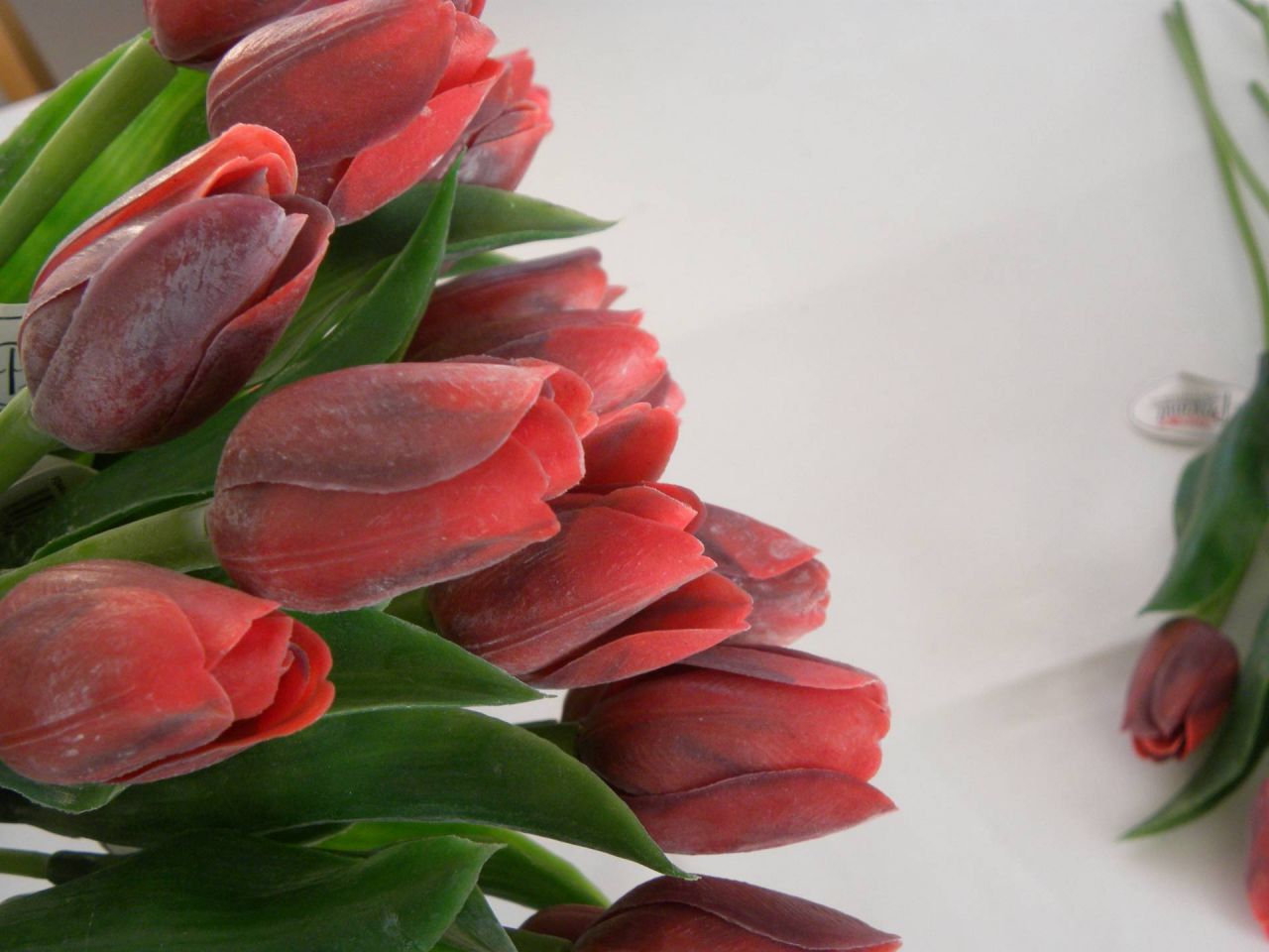 tulipán tmavě červený