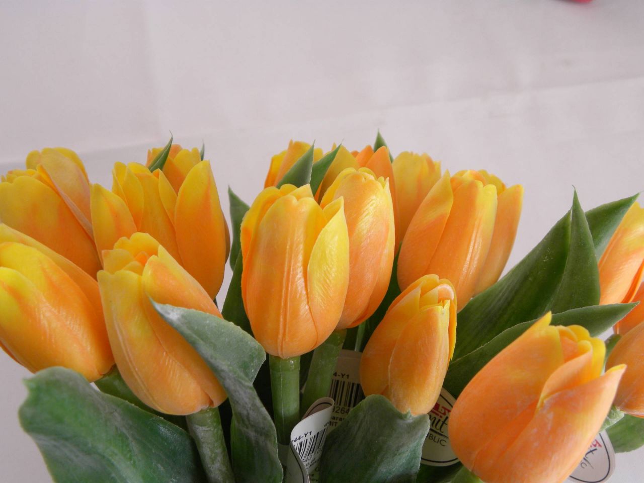 tulipán oranžový
