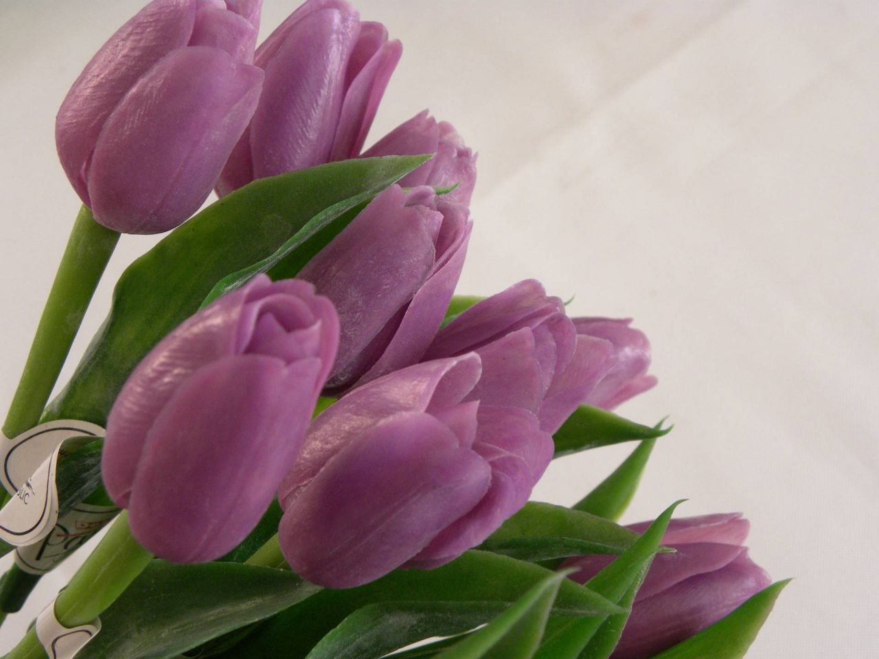 tulipán lavender