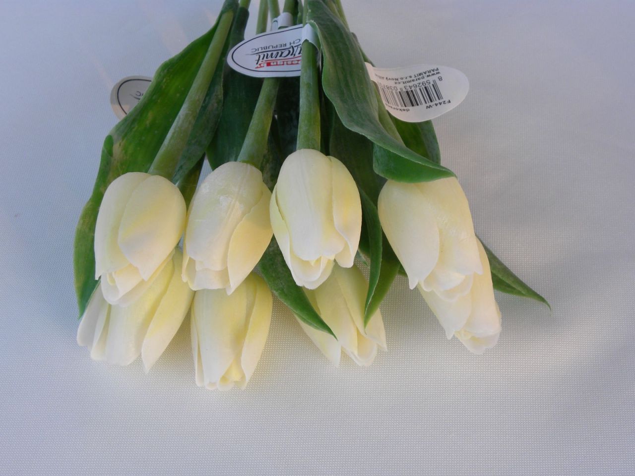 tulipán smetanový
