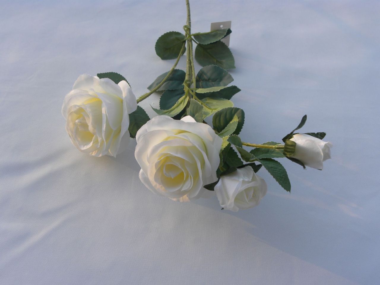 růže dlouhá bílá