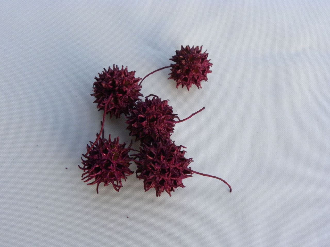 ježatá kulička fialová