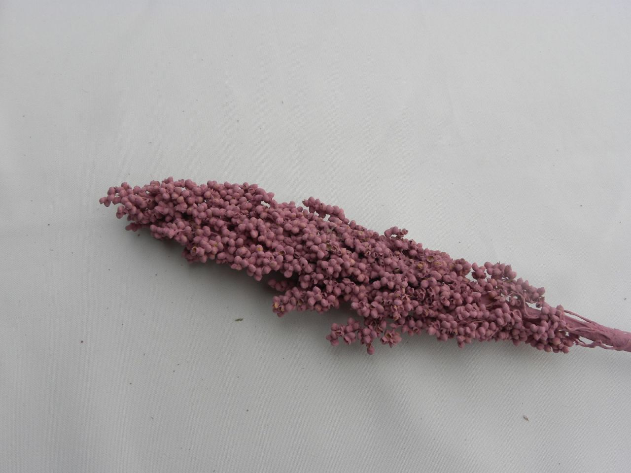 proso tmavší fialová