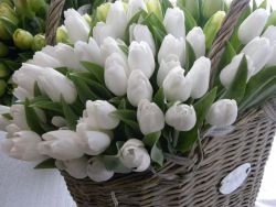 tulipán sněhobílý