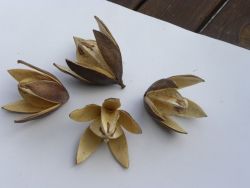 wild lily