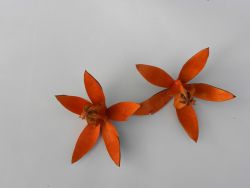wild lily oranžové