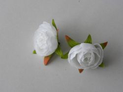 ranunculus květ čistě bílý