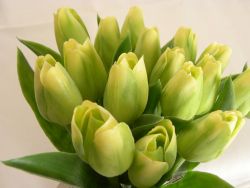 tulipán zelenkavý