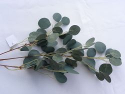 eukalyptus dlouhá větev