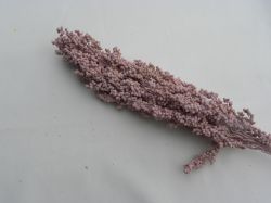 proso světle fialové