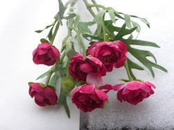 ranunculus fuchsiový